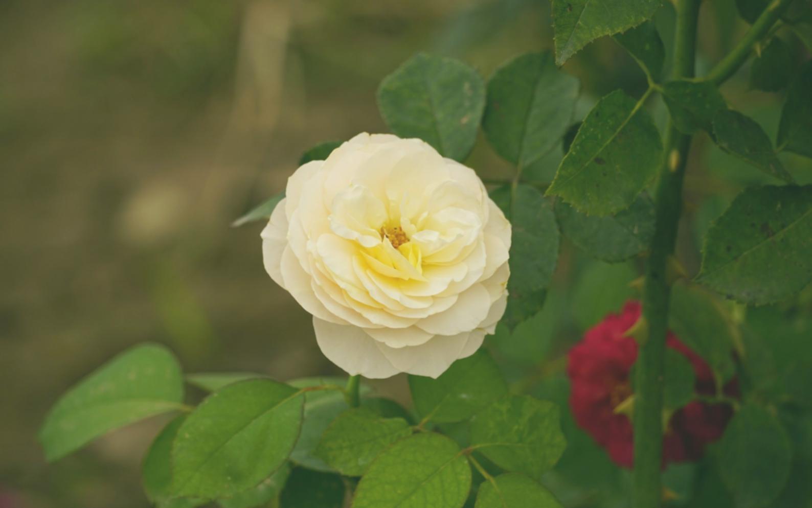 Wedding Floral Design: Planning, Pricing, and Production